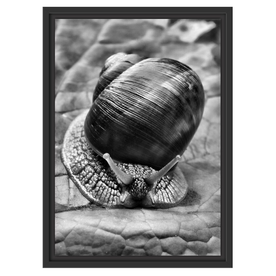 Gerahmtes Wandbild Weinbergschnecke auf Blatt