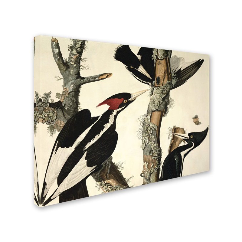 Pic ivoire à bec par John Audubon - reproduction sur toile, H 26 po x l 32 po x P 2 po
