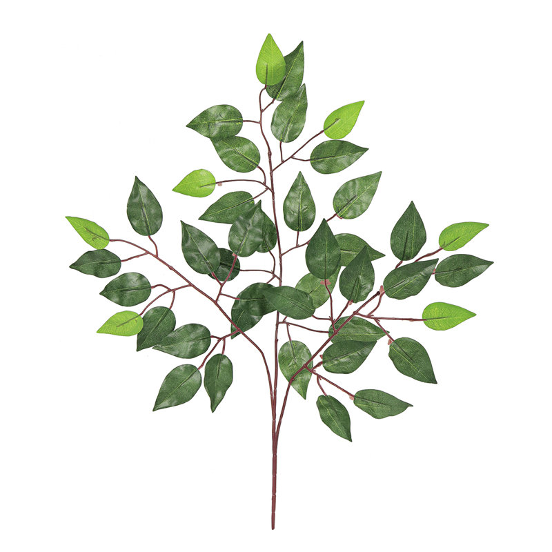 Ficus artificiel, brume, feuillage, verdure