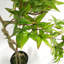 152.4cm Faux Bonsai Plant in Pot Liner