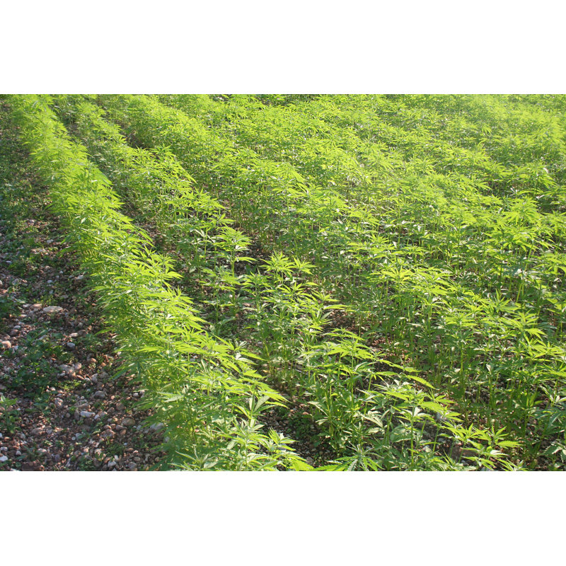 «Young Hemp Plants in Field» par Saratm - photographie sur toile tendue, L 12 po x H 8 po