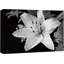Bouquet de fleurs de lys, plantes florales en noir et blanc, gros plan rustique sur toile-94423244-94423245