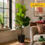 Fiddle Leaf Fig in Nursery Pot