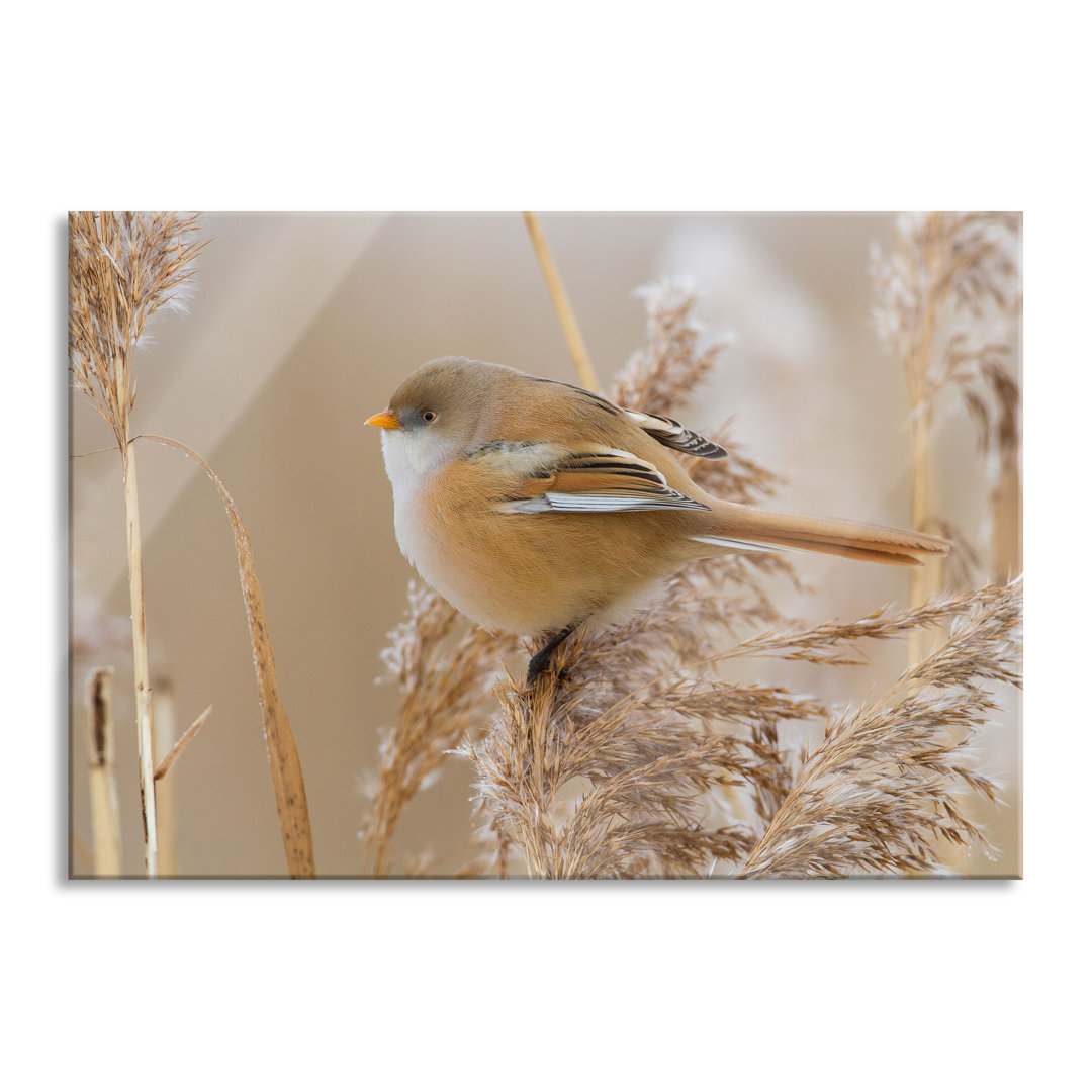 Ungerahmtes Foto auf Glas "Kleiner Vogel auf Weizen"