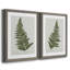 " Fern Studies I " 2 - Pieces-1513138967-1513138965-1513138963