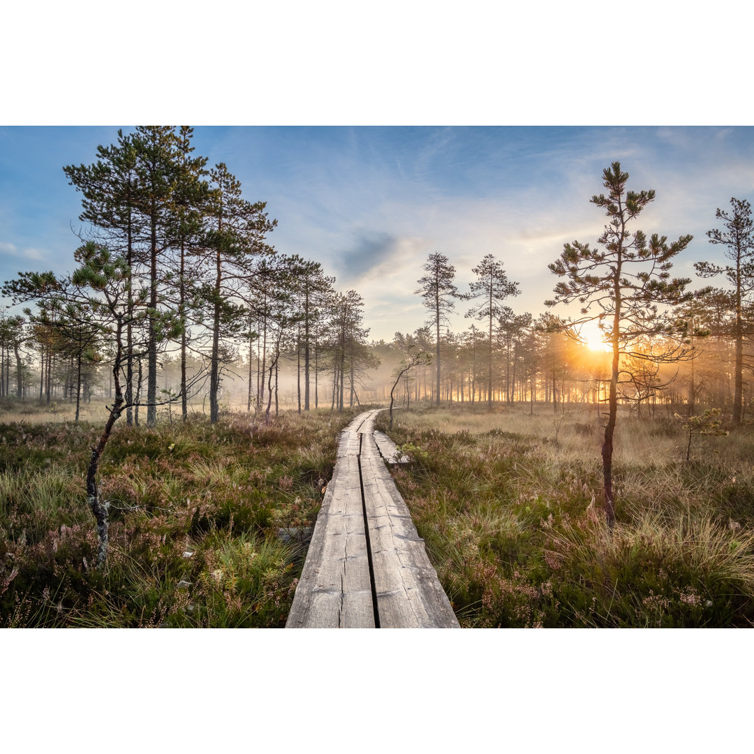 Leinwandbild Swamp And Sunrise