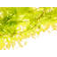 Sunkissed Oak _ 3643 Print by Petra Trimmel-71200652-71200653