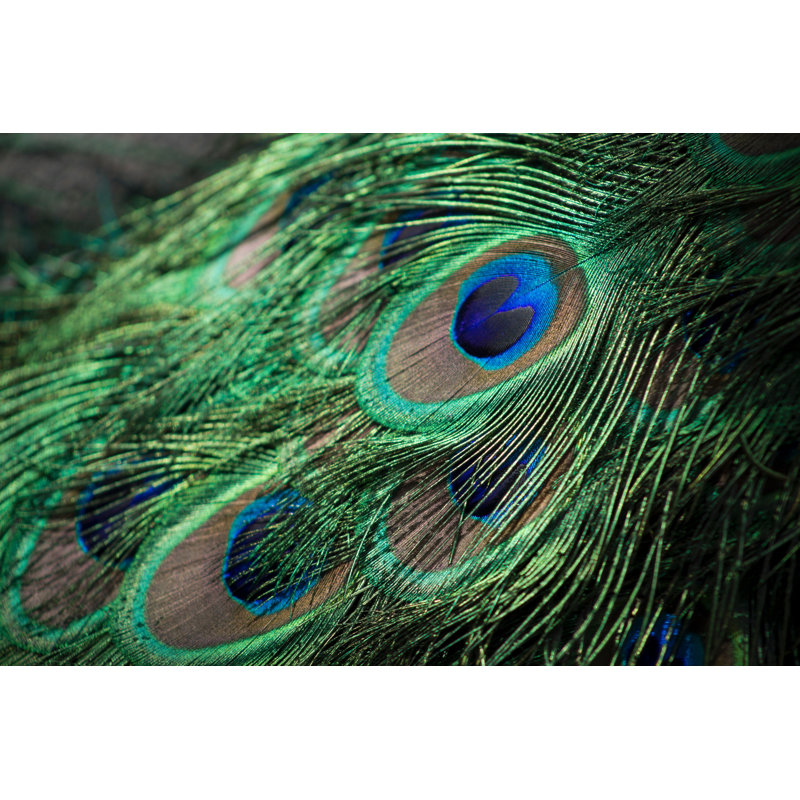 Peacock Feathers - Wrapped Canvas Painting, 51cm H x 76cm W x 3.8cm D