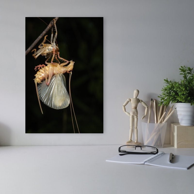 Change The New Shirt Abstract Contemporary Nature Wall Art Print 1 Piece Wrapped Canvas Wall Art, 45.72cm H x 30.48cm W