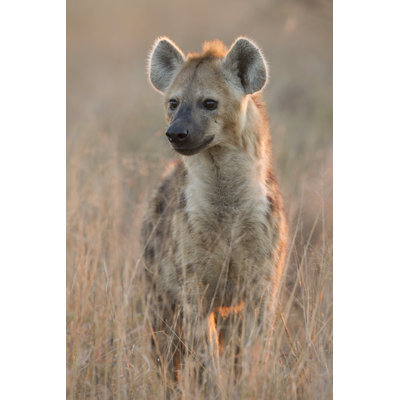 Spena Hyena par Stuports - Photographie sur toile tendue
