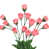 Corail