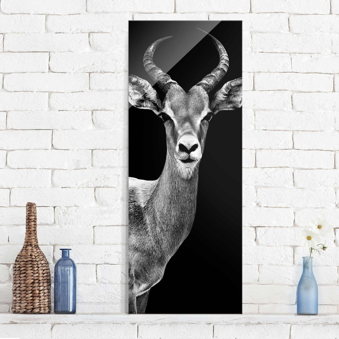 Glasbild Impala Antilope in Schwarz und Weiß