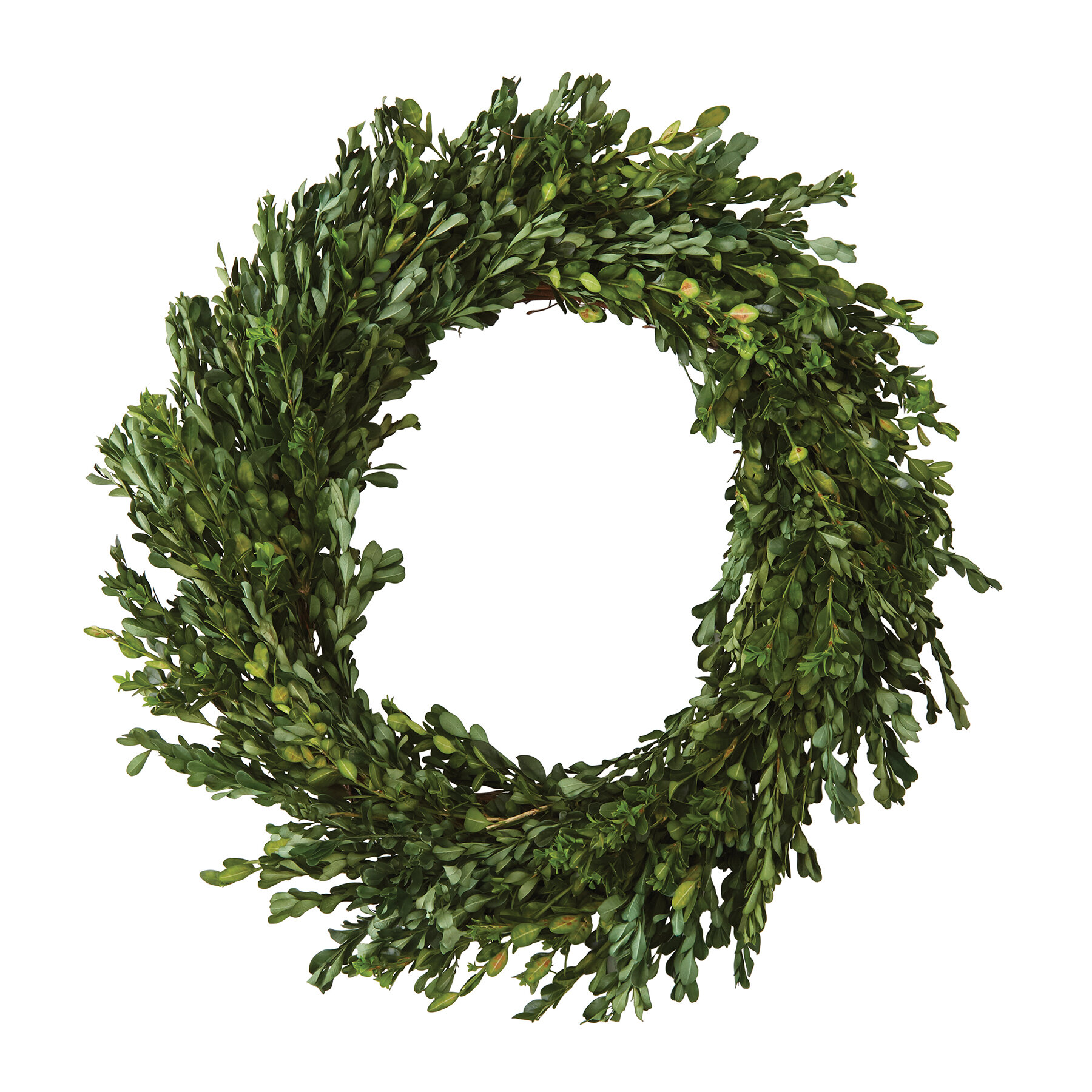 Boxwood Wreath, 22 Inches, Mardel