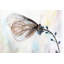 Papillon sur fleurs bleues - reproduction encadrée avec passe-partout | Décoration intérieure-87285741
