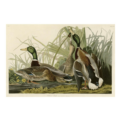 «Mallard Duck» par John James Audubon - estampe numérique