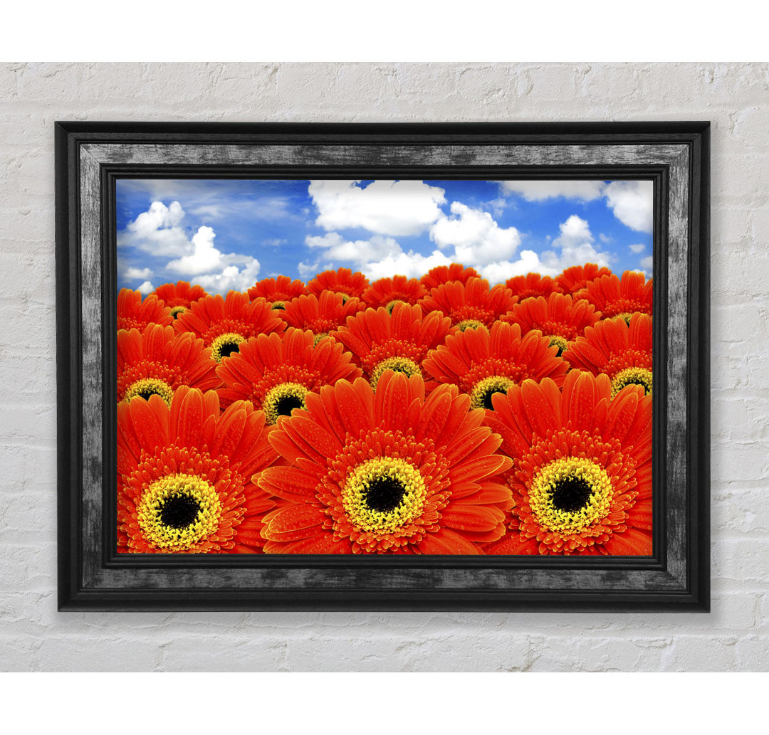 Orange Gerbera Heaven - Einzelner Bilderrahmen Kunstdrucke