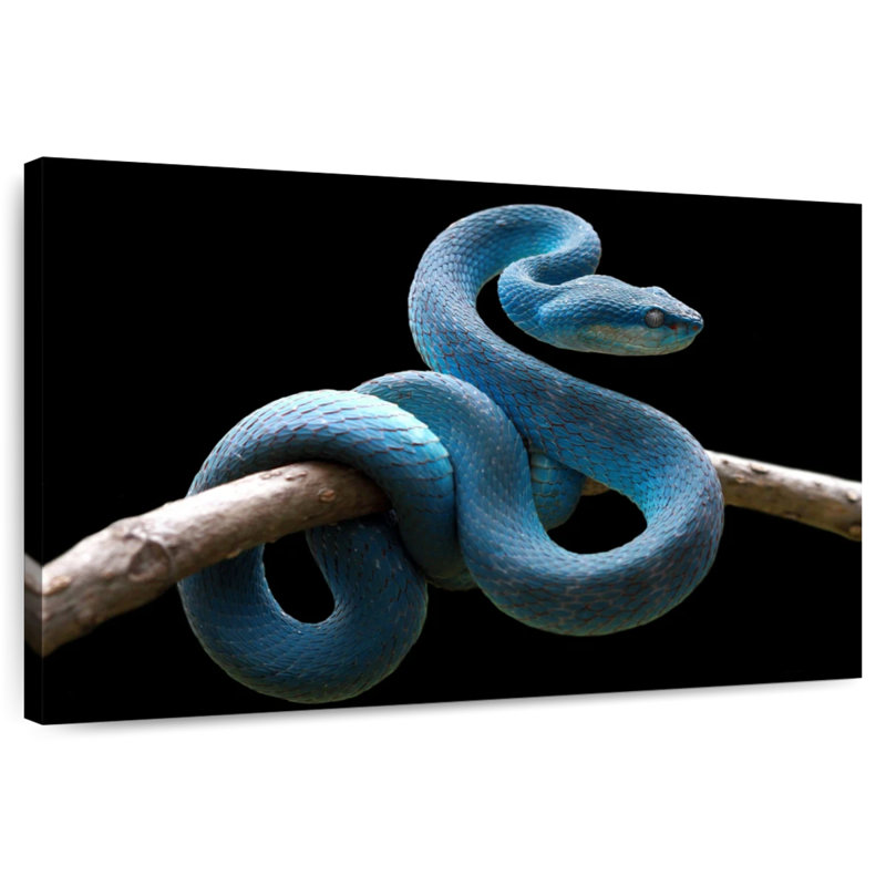 Brampt Blue Viper Snake, 16" H x 24" W