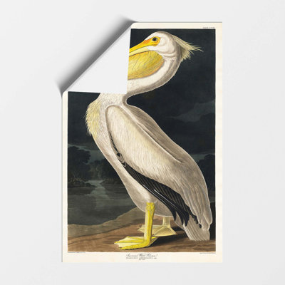 American White Pelican by John James Audubon - Wall Art