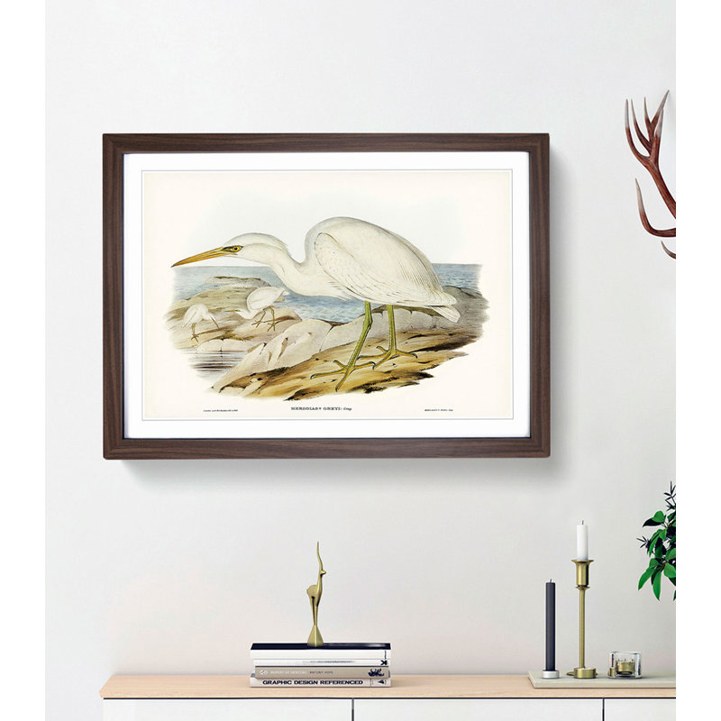 White Reef Herons by Elizabeth Gould - Framed Print, 48cm H x 65cm W x 2cm D, Walnut Framed
