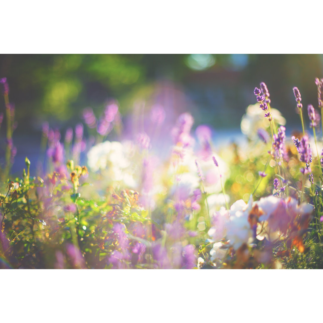 Lavendel und Rosen von Rike_ - Kunstdrucke auf Leinwand ohne Rahmen