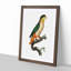 Black-Headed Parrot by F. Levaillant - Picture Frame Art Print-55512550-55512551