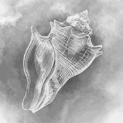 " Gray Conch "