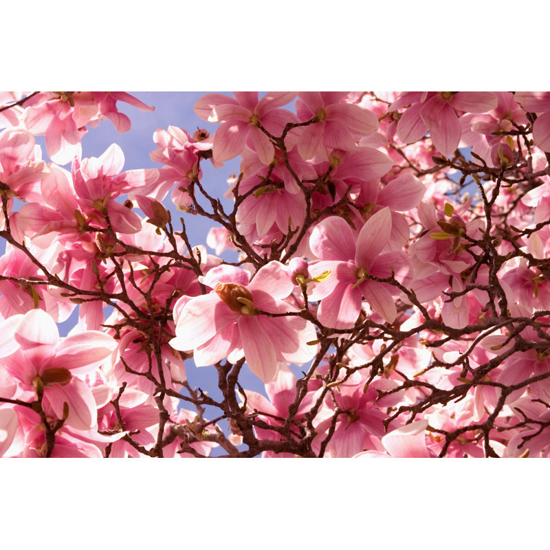 Fleur de cerisier rose Sakura par Jitalia17, H 12 po x l 18 po