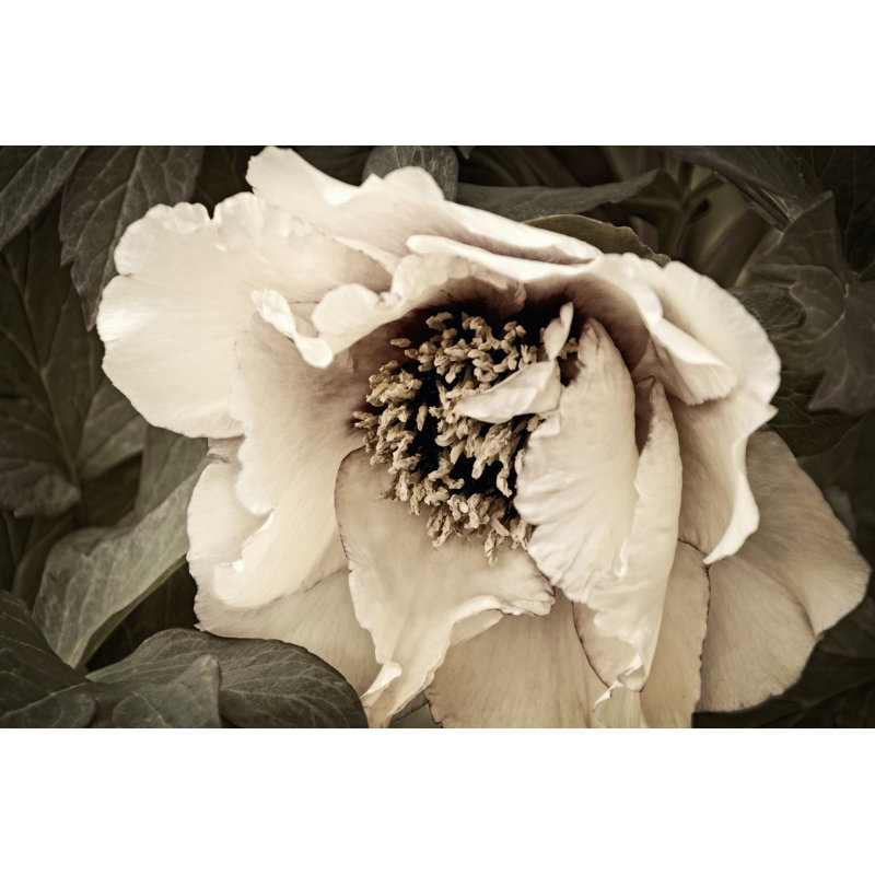 Golden Era Peony III by Rachel Perry - Wrapped Canvas Art Prints, 61cm H x 91cm W