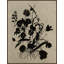 Wilflower Silhouette 1 Print