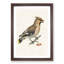 Bohemian Waxwing by Von Wright - Picture Frame Graphic Art Print-55513075-55513077