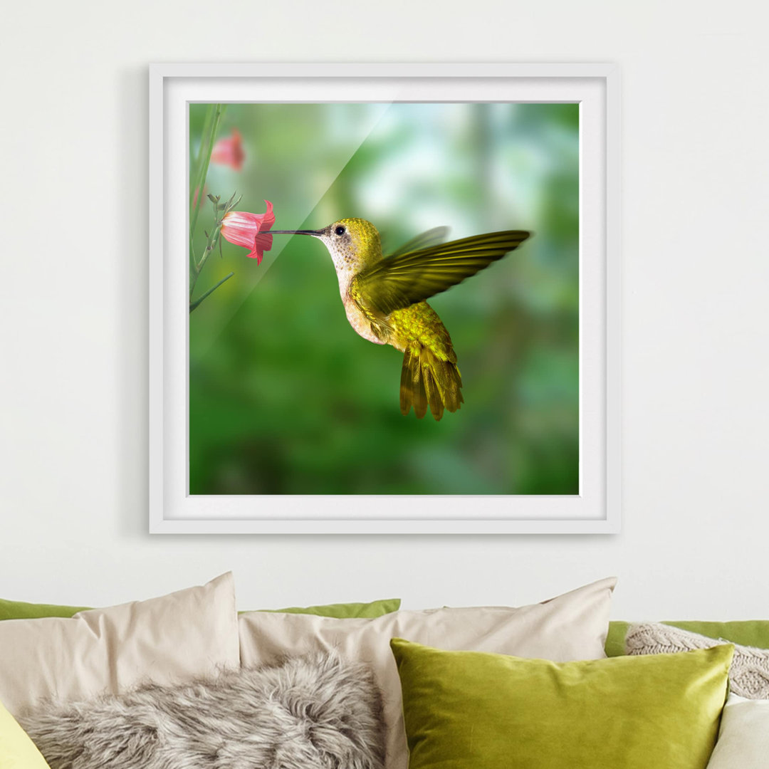 Gerahmtes Poster Hummingbird and Flower