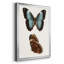 «Antique Blue Butterflies IV», reproduction encadrée de qualité supérieure - prête à être accrochée-1336687251-1287428878