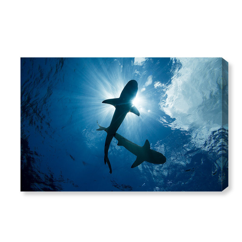 «Blacktip Reef Sharks pair», reproduction de photo sur toile tendue, H 16 po x l 24 po x P 1,5 po