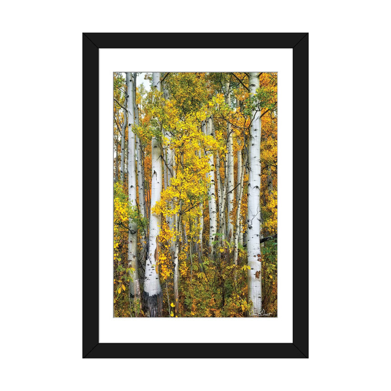 «Yellow Woods V», reproduction sur toile, H 24 po x l 16 po x P 1 po, Papier avec cadre noir, Blanc