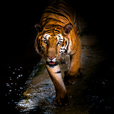 Tiger Walking - Wrapped Canvas Print