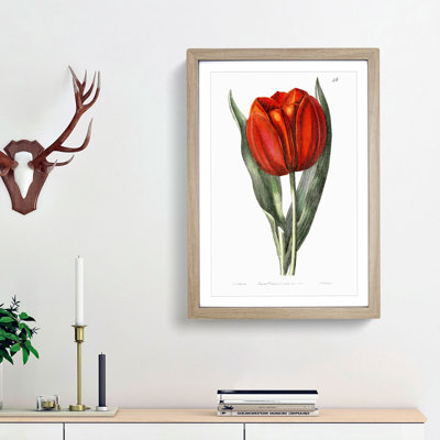 Red Tulip - Framed Print