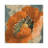 Orange Poppy by Lanie Loreth - Wrapped Canvas Gallery-Wrapped Canvas Giclée-1061710053