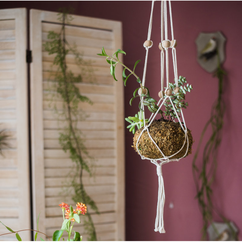 Plant Hanger