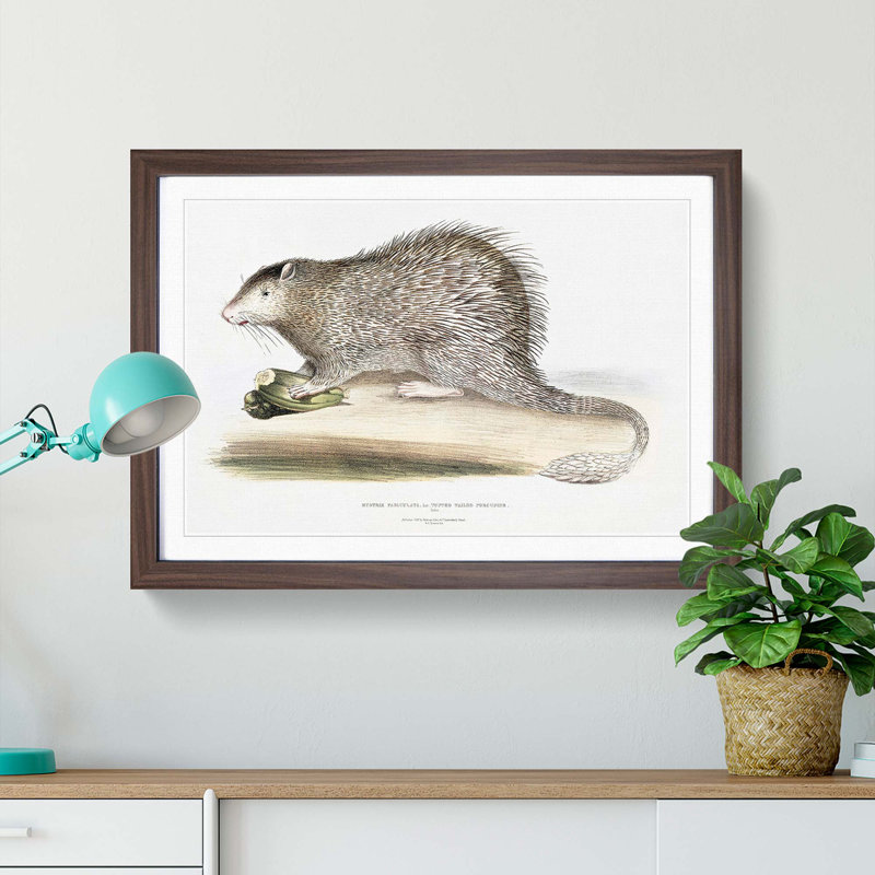 Porcupine Illustration by John Edward Gray - Picture Frame Painting Print, Walnut, 60cm H x 91cm W x 2cm D