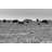 Willian Cows In Pasture - Wrapped Canvas Print-2141280293