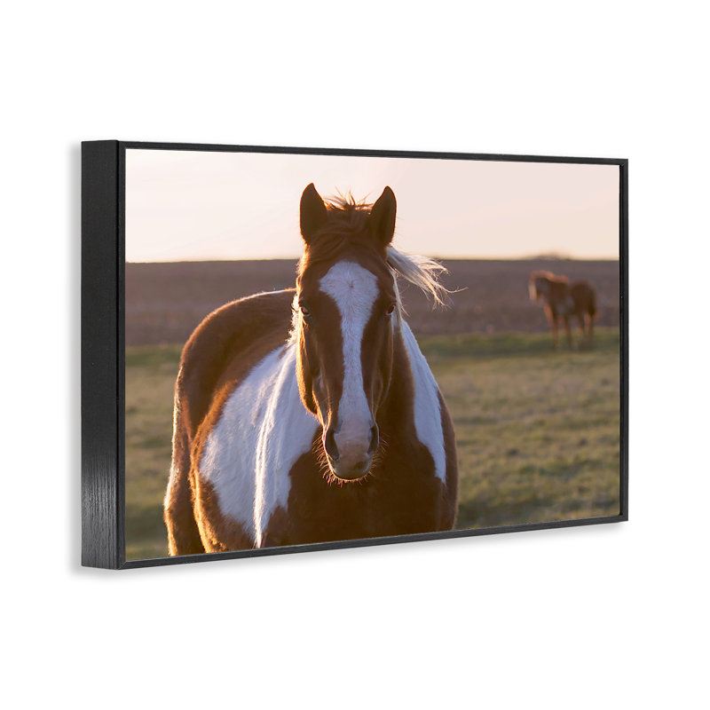 Cheval tacheté dans une campagne, art giclée par Steve Toole, H 12 po x l 18 po, Giclée encadrée noir minuit