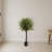Olive Topiary Tree