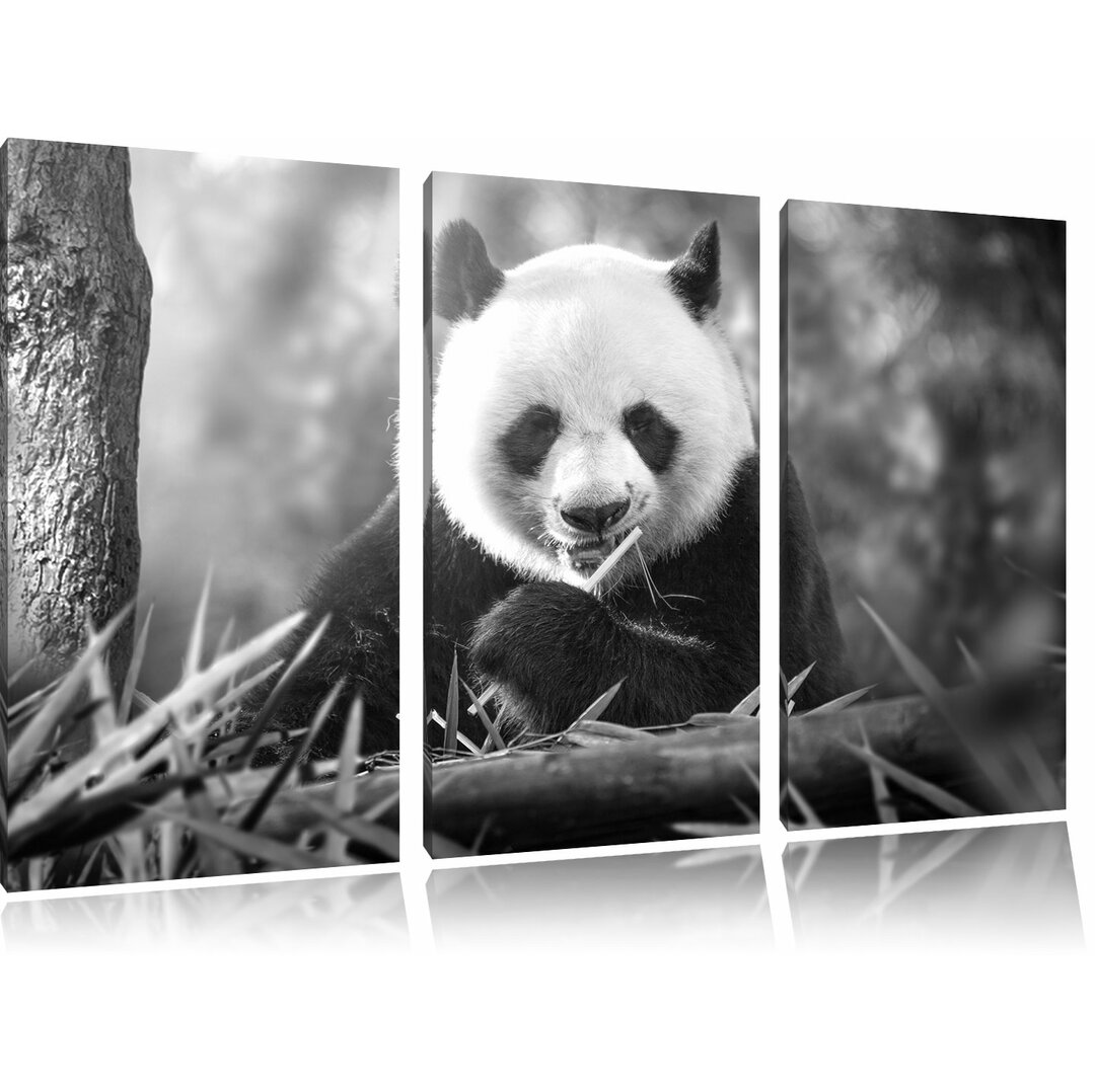 3-tlg. Leinwandbilder-Set „Niedlicher Panda isst Bambus“, Fotodruck