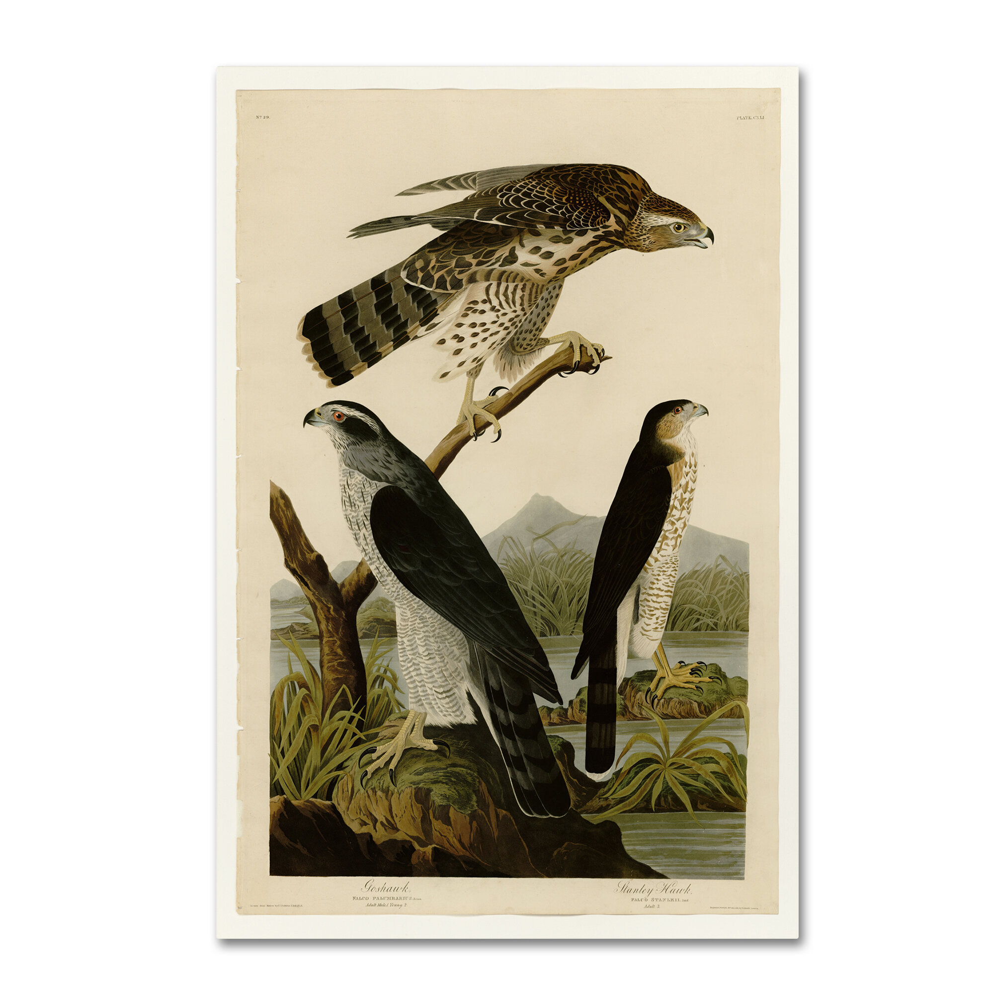 Vault W Artwork Stanley Hawkplate 141 by John Audubon - Wrapped Canvas ...