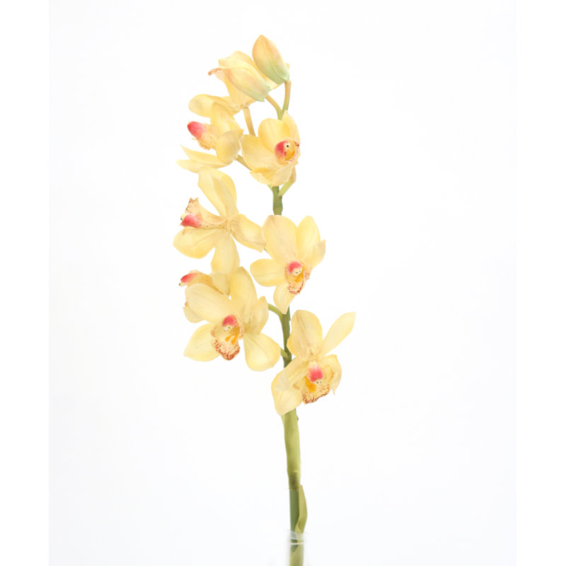 Tige de cymbidium 31 po x 1