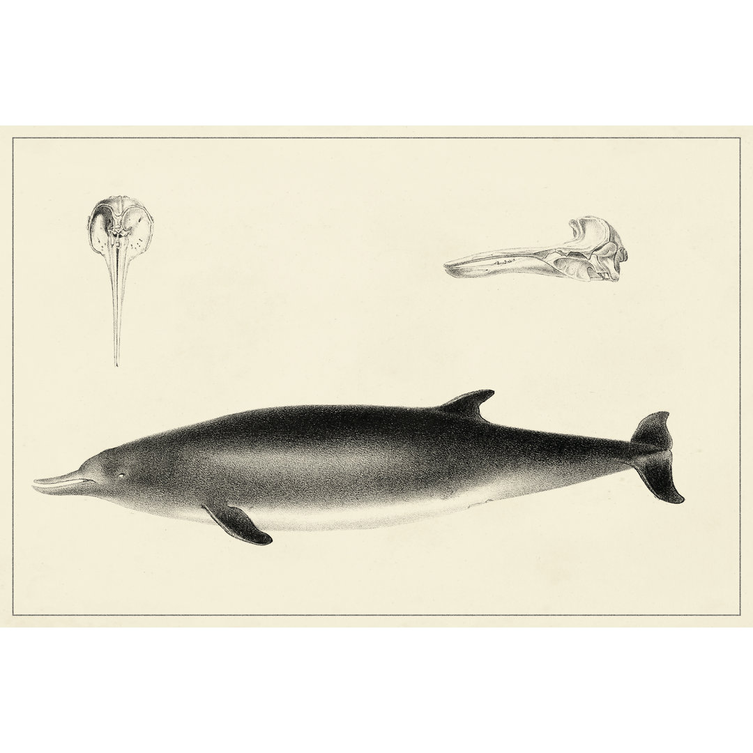 Leinwandbild Antique Dolphin Study I