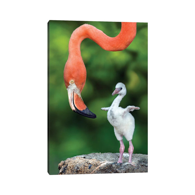 Flamingo With Chick by Xavier Ortega - Wrapped Canvas Print, 66.04 cm H x 45.72 cm W x 3.175 cm D