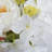 Peony Arrangement