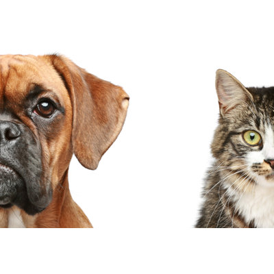 Cat And Dog - Wrapped Canvas Print