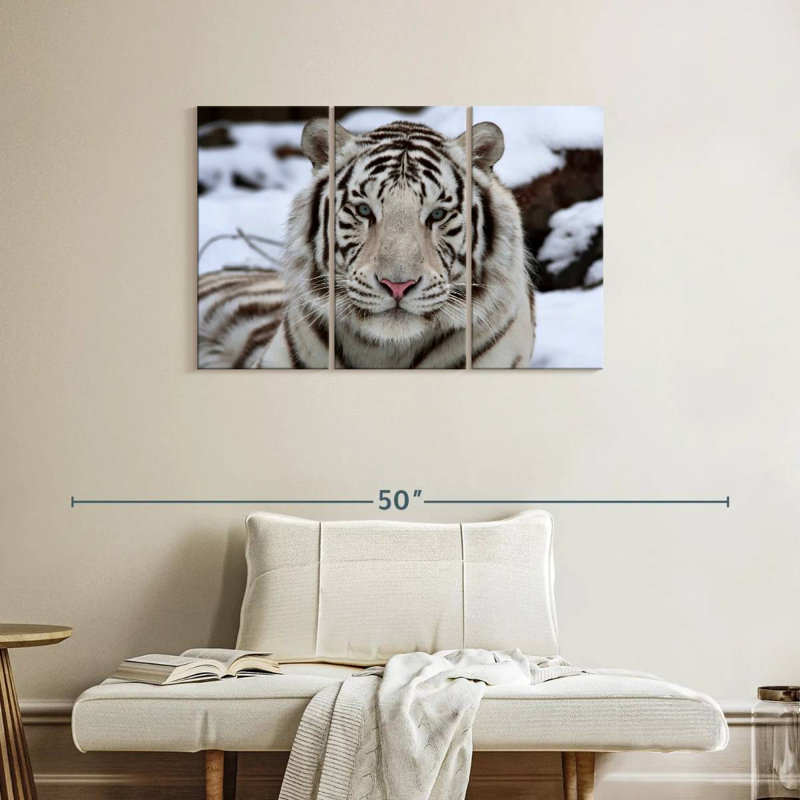 Glorieux tigre blanc, H 24 po x l 38 po